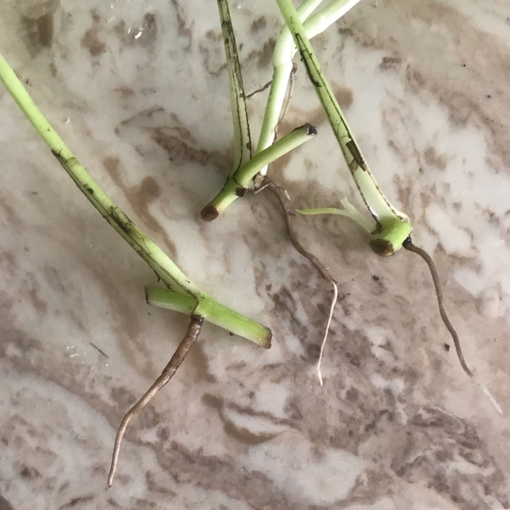 5 Rooted Starter Neon Pothos - Picture 5 of 11